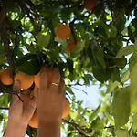 Rustic Charm For Groups At Orange Grove Farm 펜션 *