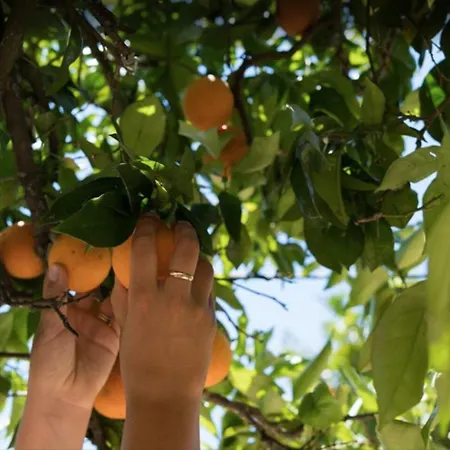 Rustic Charm For Groups At Orange Grove Farm Nyaraló *