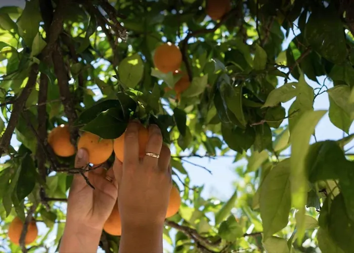 Rustic Charm For Groups At Orange Grove Farm Ferienhaus *