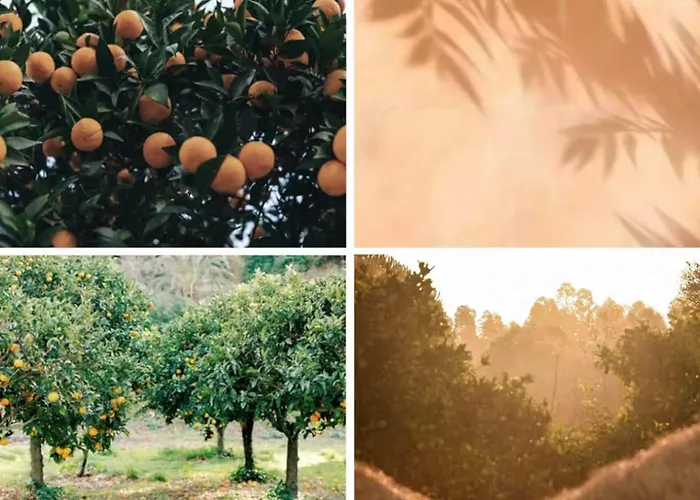 Ferienhaus Rustic Charm For Groups At Orange Grove Farm *